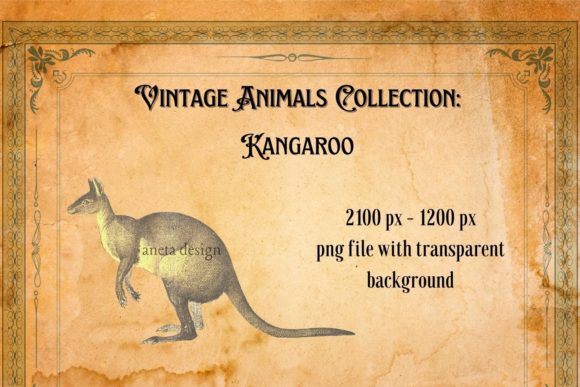 Charm of a Vintage Kangaroo Illustration in Modern Design