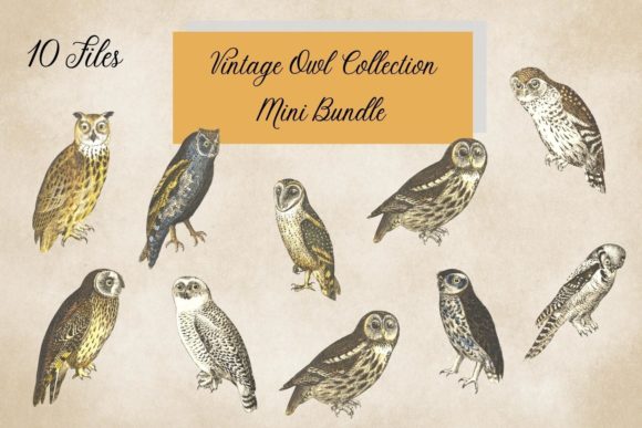 Timeless Design with Vintage Owl Illustrations