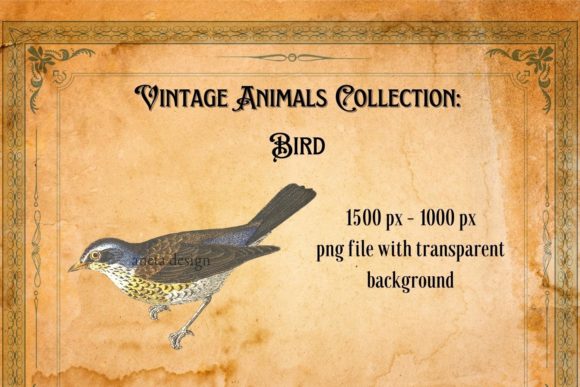 Vintage Colorful Bird Illustration: A Timeless Design Asset