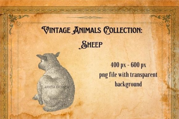 Vintage Sheep Illustration: A Timeless Design Asset