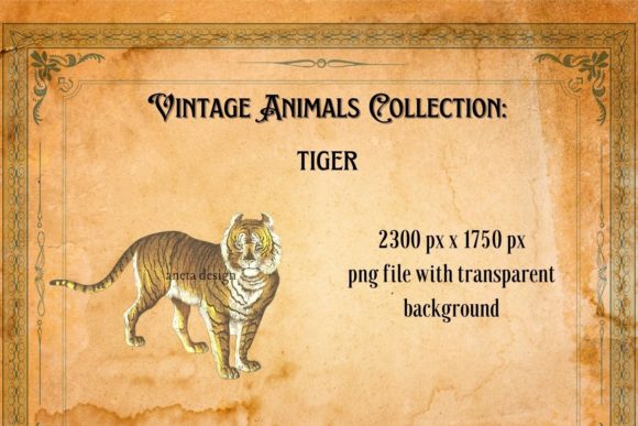 Vintage Tiger Illustration: A Timeless Design Asset