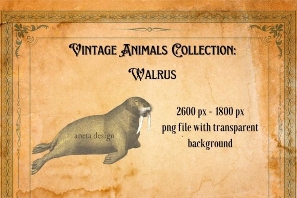 Vintage Walrus Illustration: A Charming Design Asset