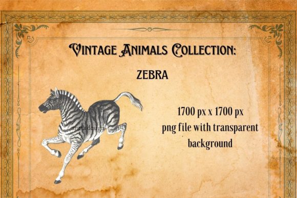 Vintage Zebra Illustration: A Timeless Design Asset